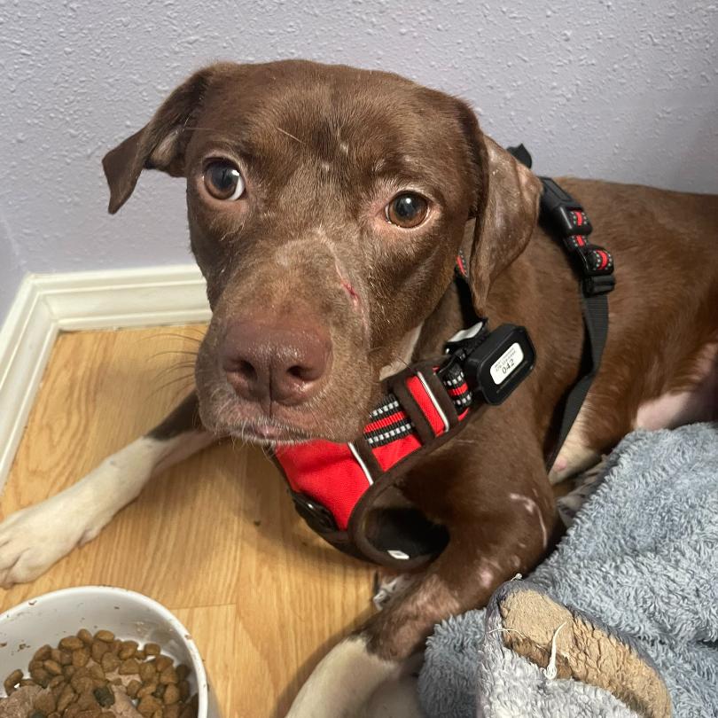 Enlarge Esperanza, a Adoptable Mixed Breed in Bentonville, AR image 2/6