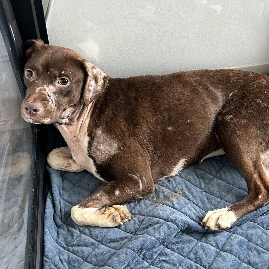 Enlarge Esperanza, a Adoptable Mixed Breed in Bentonville, AR image 5/6
