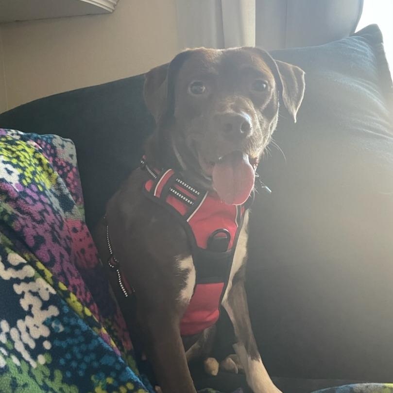 Enlarge Esperanza, a Adoptable Mixed Breed in Bentonville, AR image 6/6