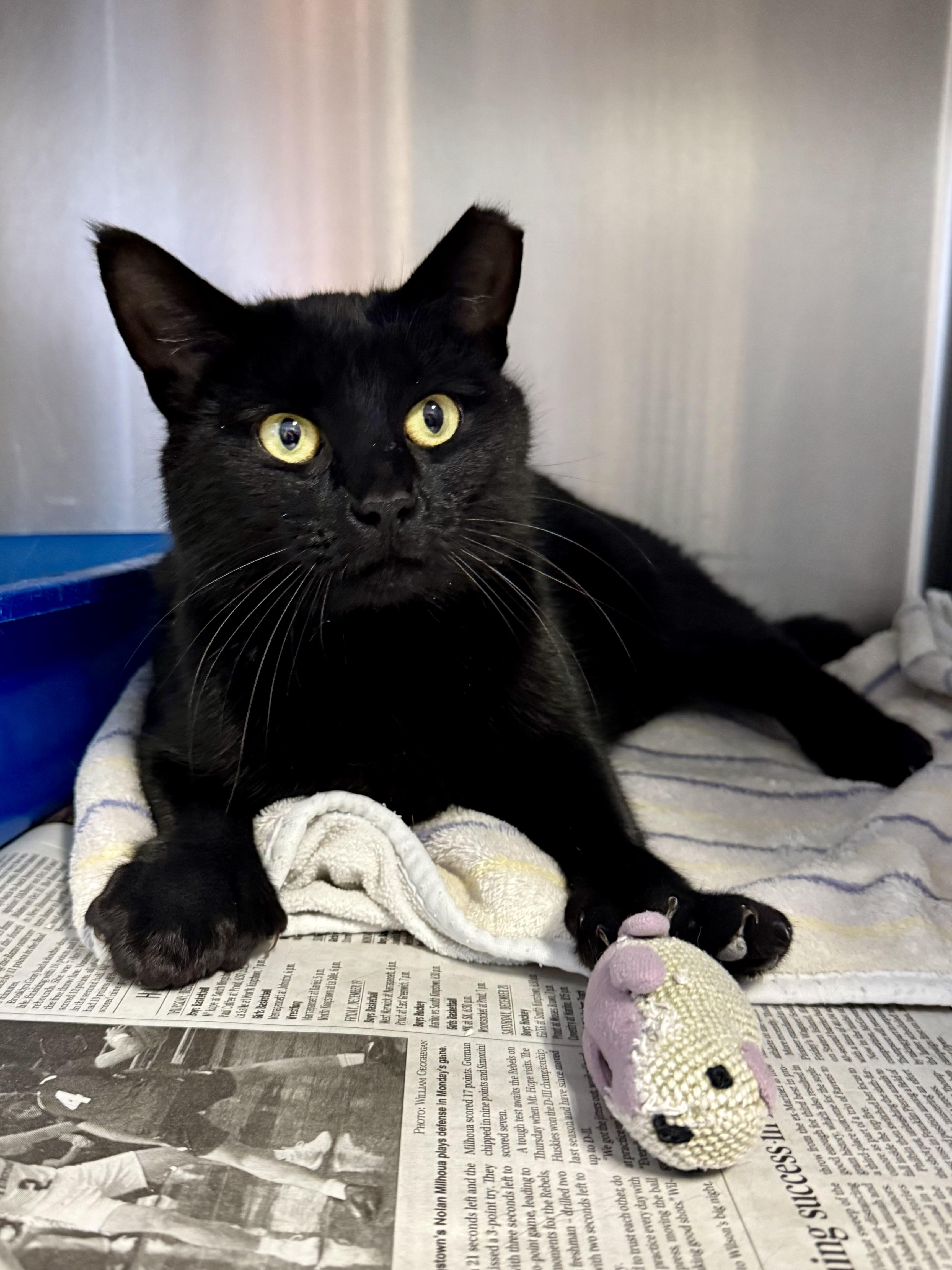 Zelda, adopted, Adult Female Domestic Short Hair.