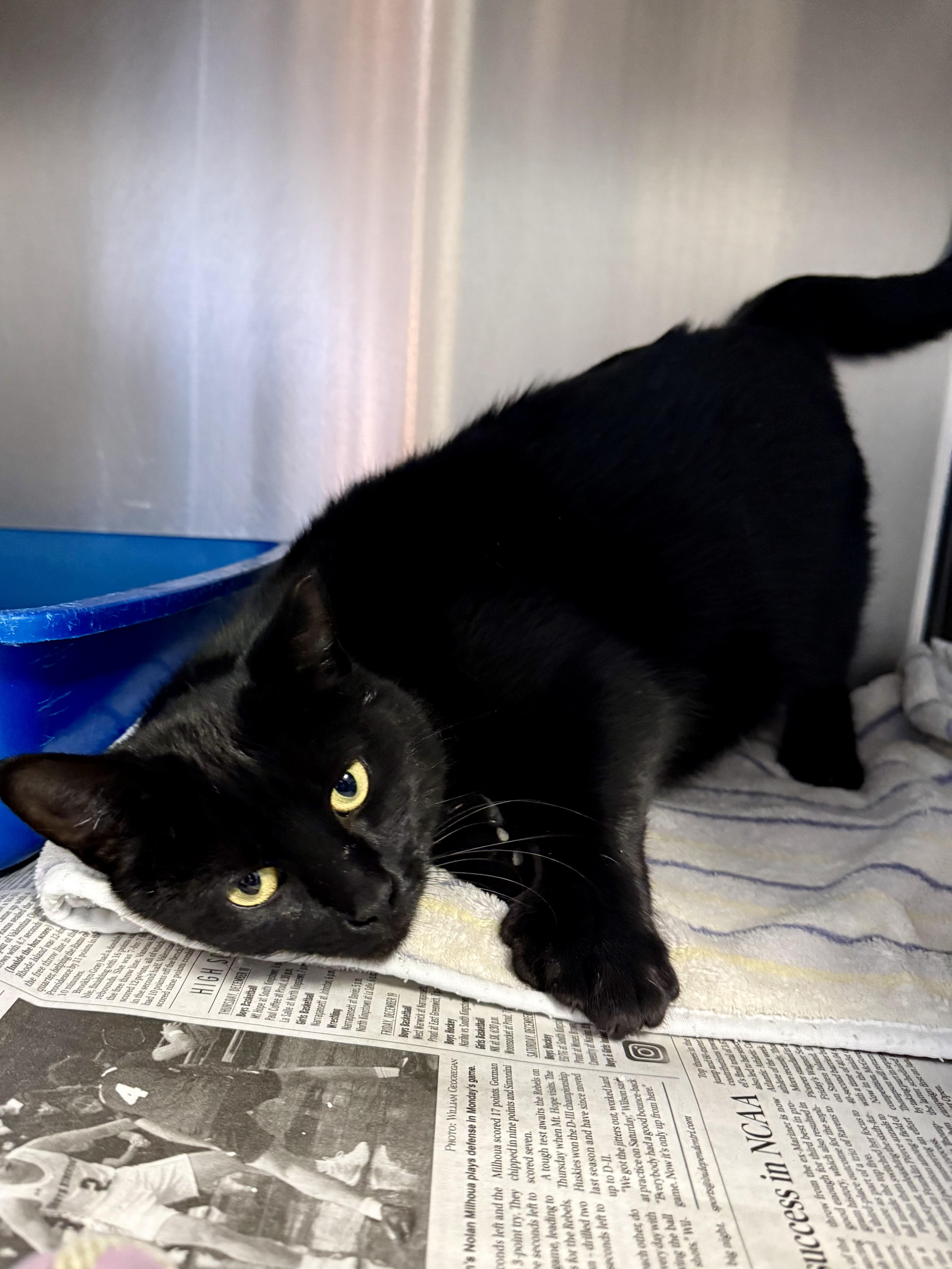 Enlarge Zelda, an adopted Domestic Short Hair in Exeter, RI image 2/4