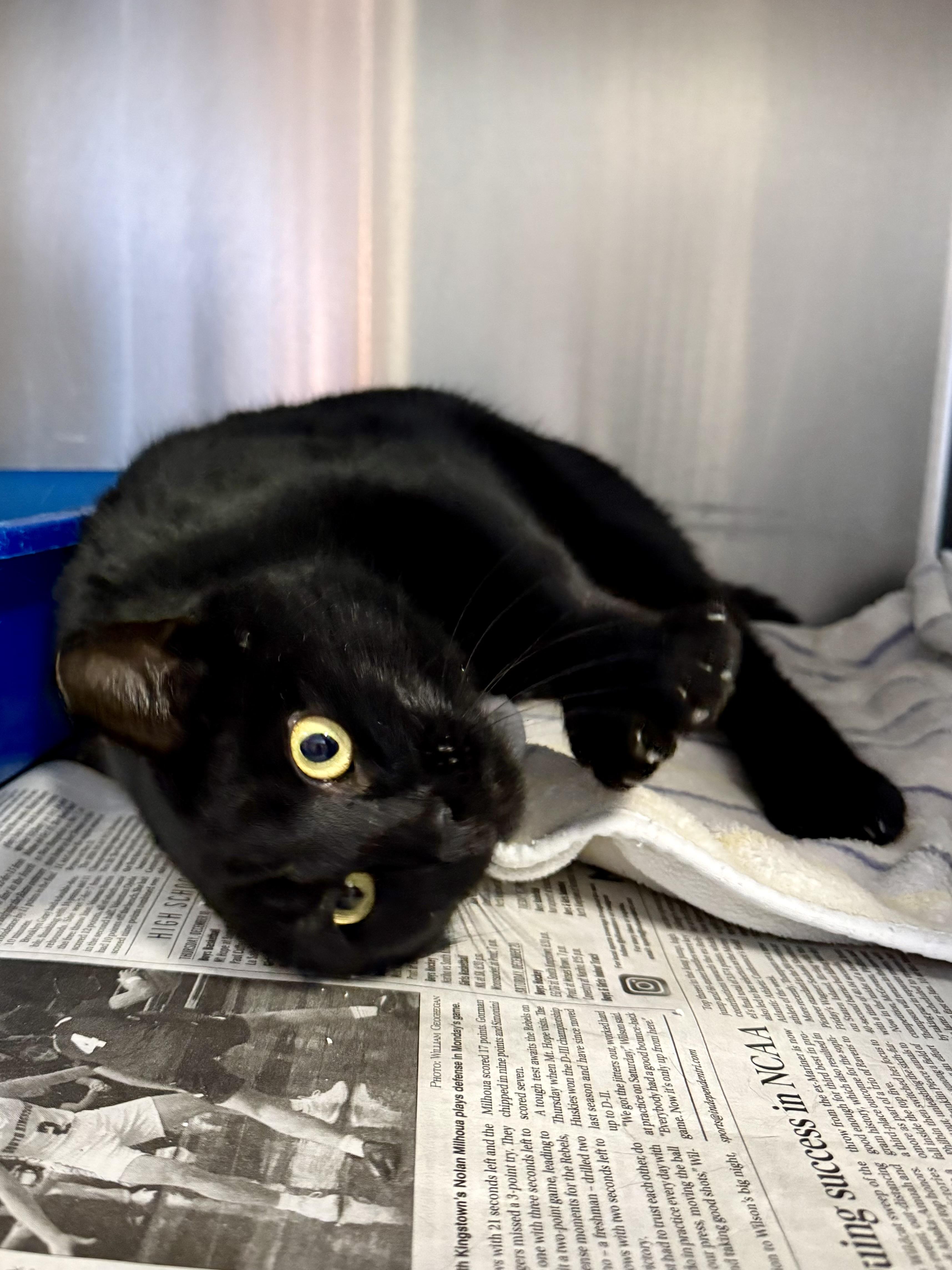 Enlarge Zelda, an adopted Domestic Short Hair in Exeter, RI image 3/4