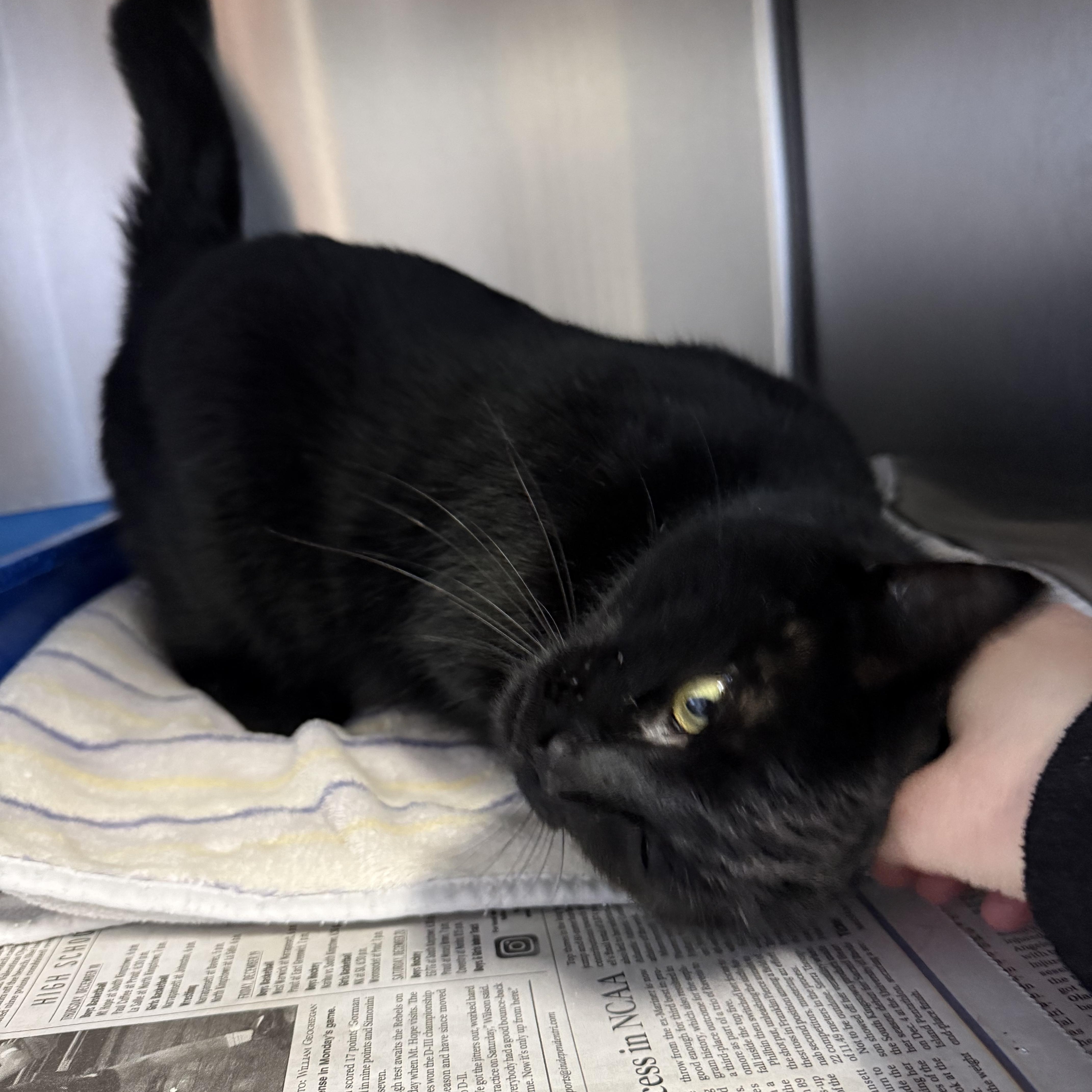 Enlarge Zelda, an adopted Domestic Short Hair in Exeter, RI image 4/4