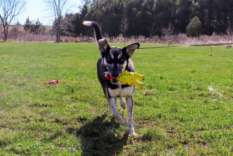 Enlarge Apple, a Adoptable mixed breed in Appin, ON image 1/5