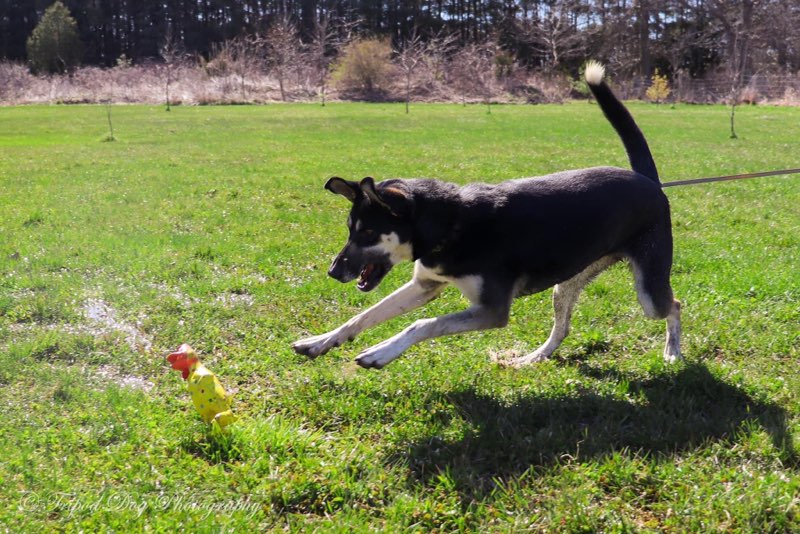 Enlarge Apple, a Adoptable mixed breed in Appin, ON image 2/5