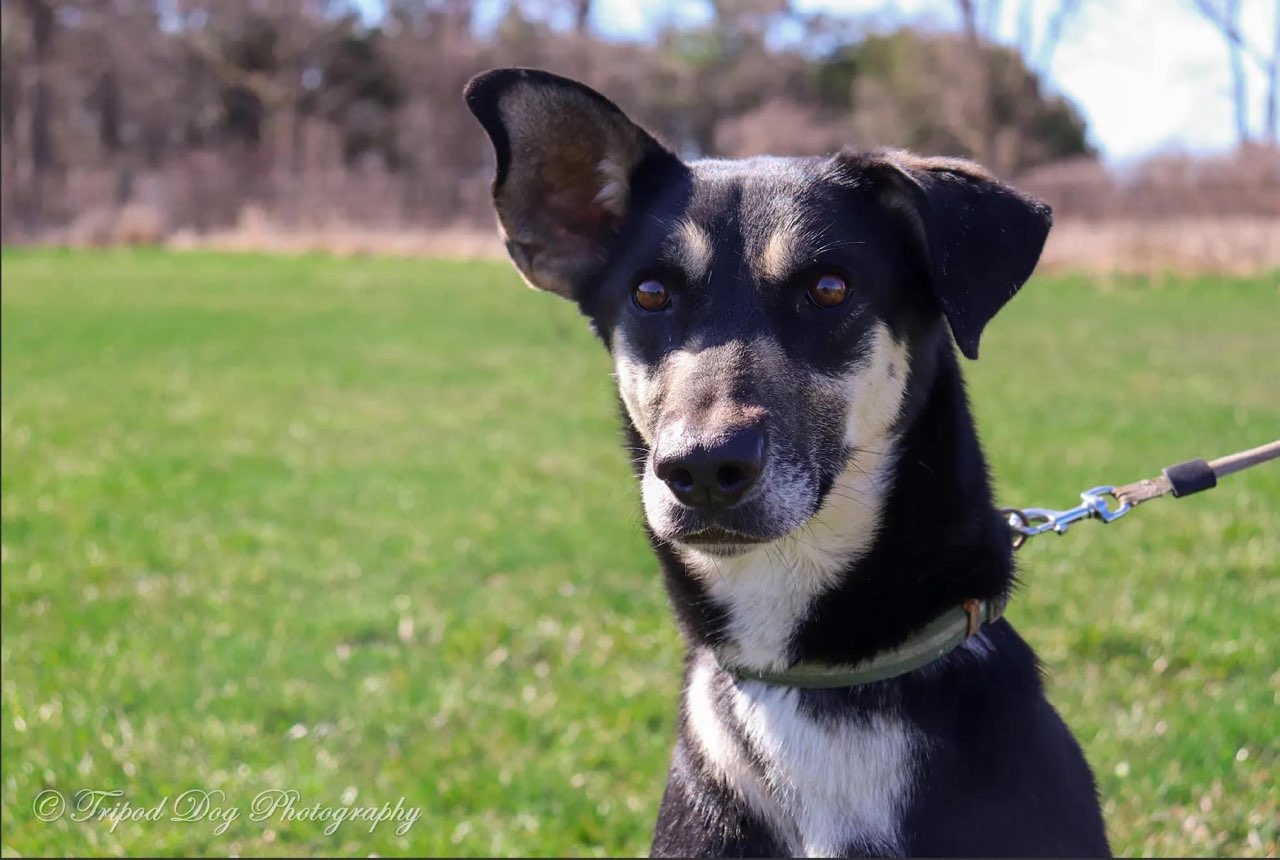 Enlarge Apple, a Adoptable mixed breed in Appin, ON image 3/5