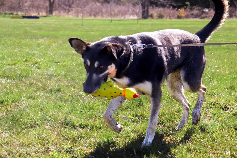Enlarge Apple, a Adoptable mixed breed in Appin, ON image 4/5