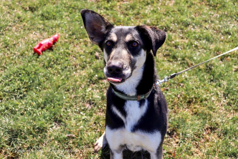 Enlarge Apple, a Adoptable mixed breed in Appin, ON image 5/5