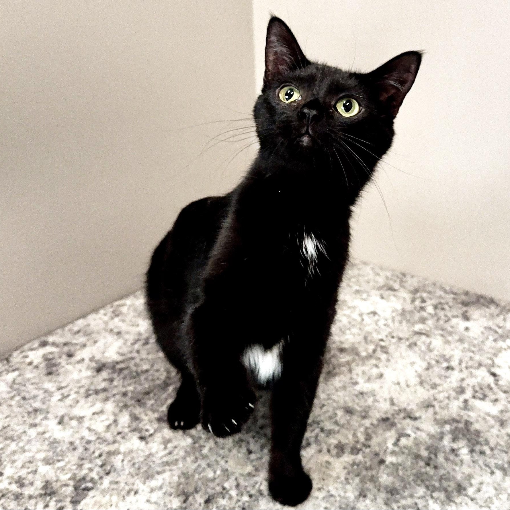 Hazel