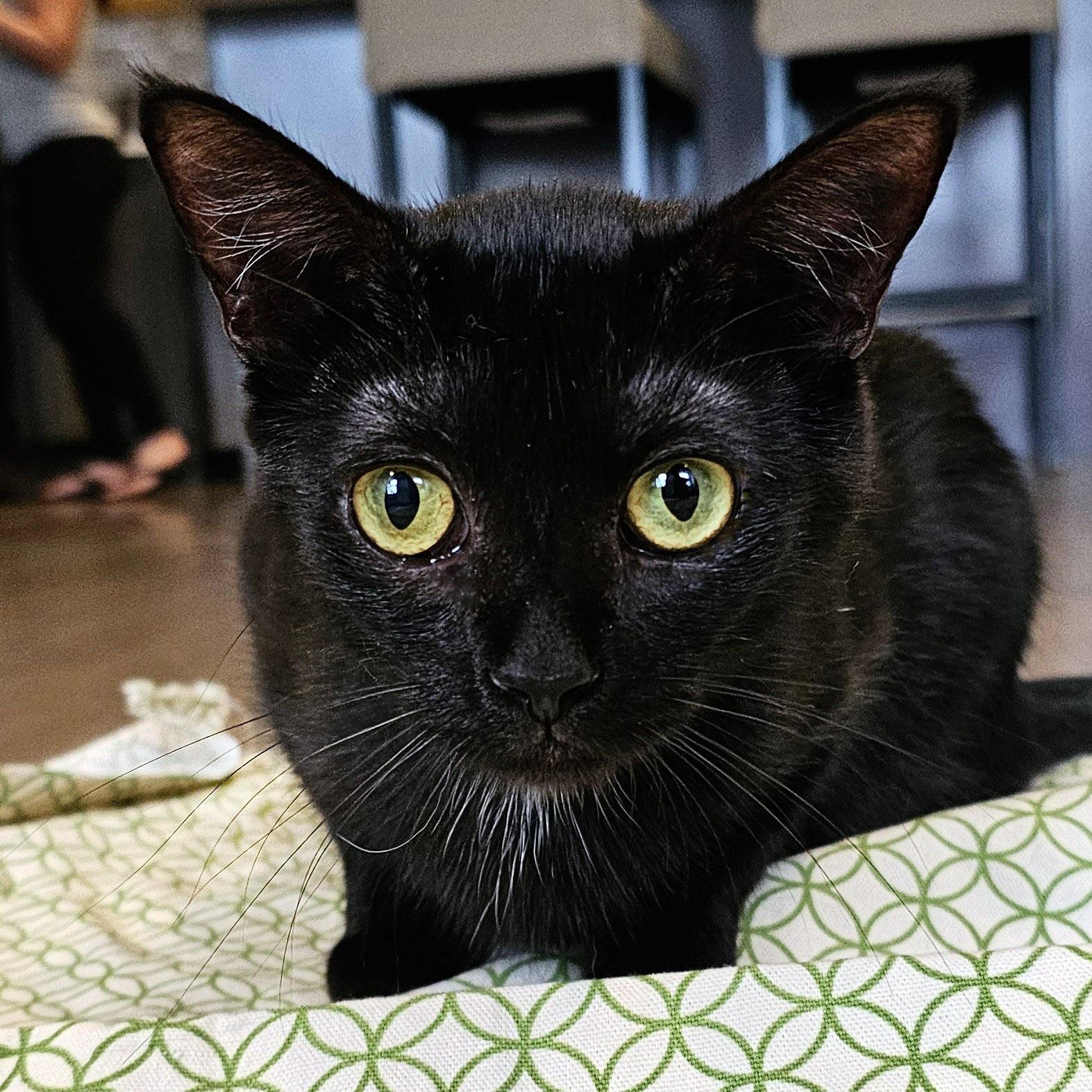 Hazel