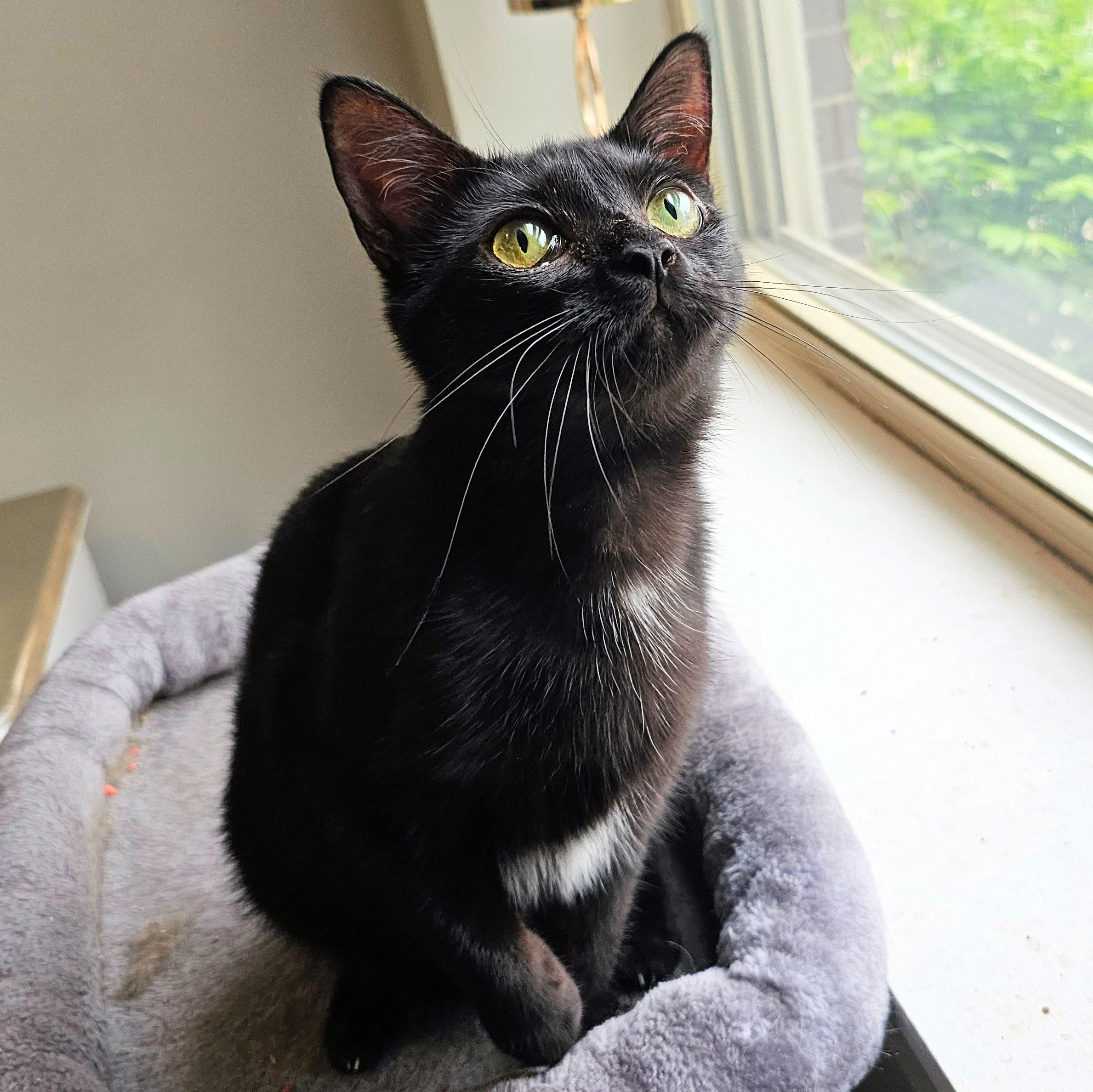 Hazel