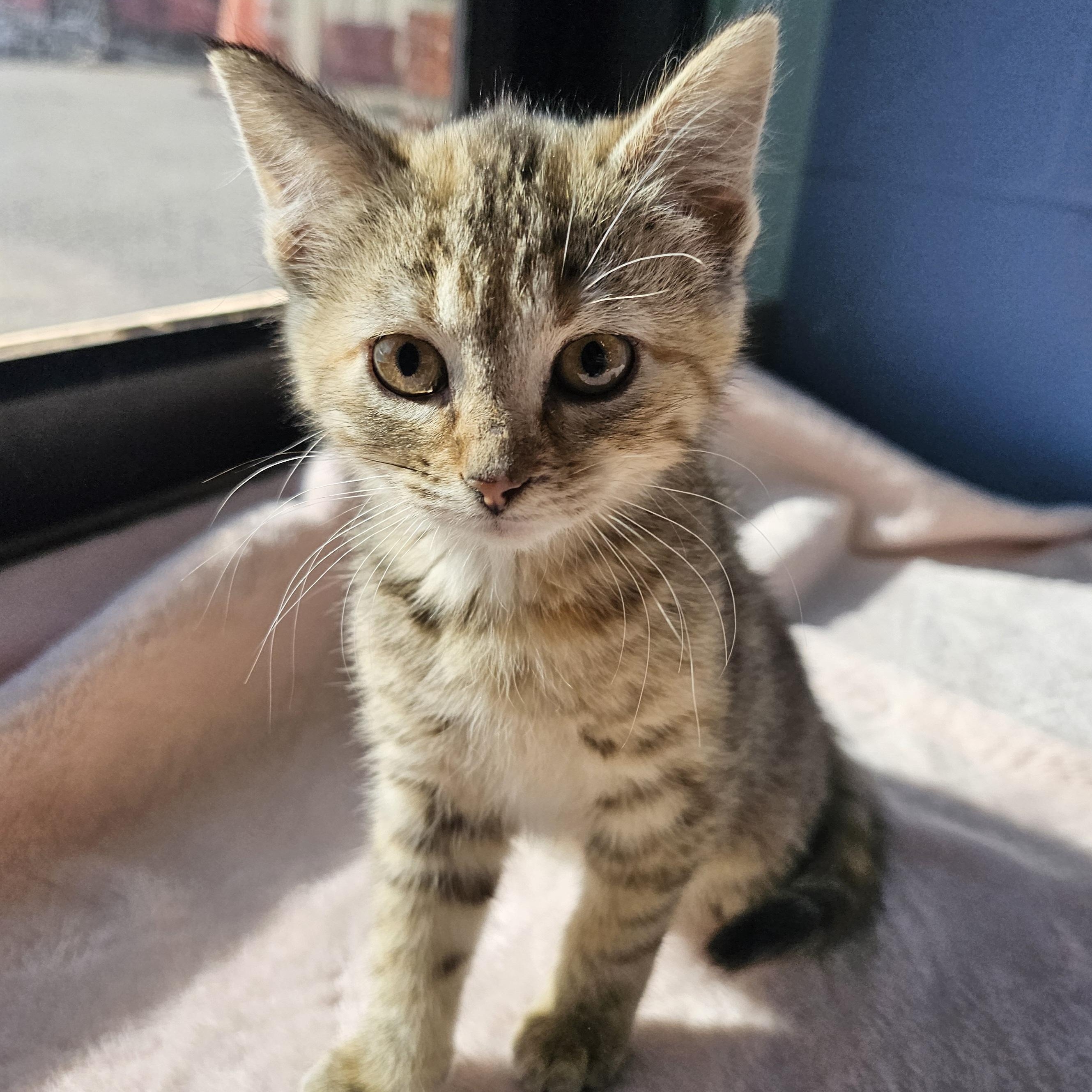Cashmere, adopted, Kitten Female Domestic Short Hair.