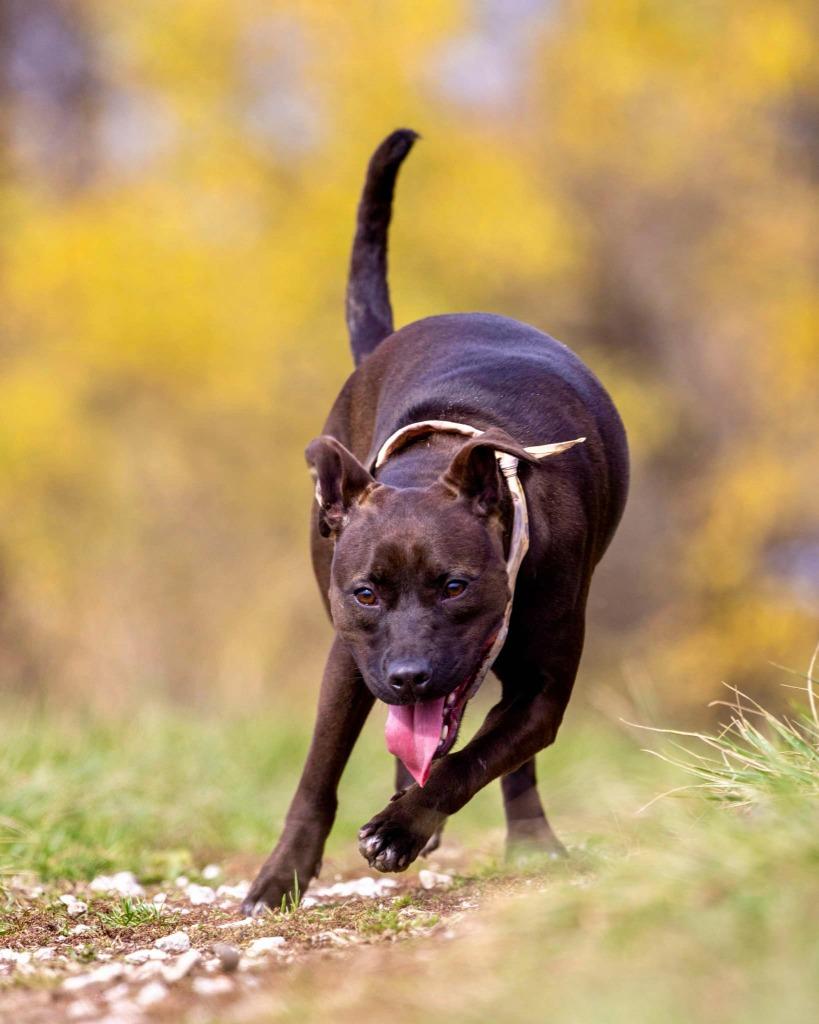 Enlarge Diesel, a Adoptable mixed breed in White Hall, IL image 1/6