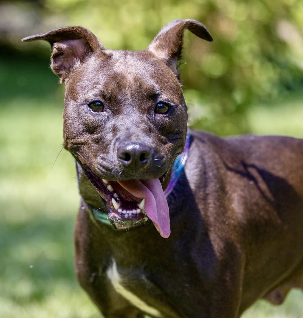 Enlarge Diesel, a Adoptable mixed breed in White Hall, IL image 2/7