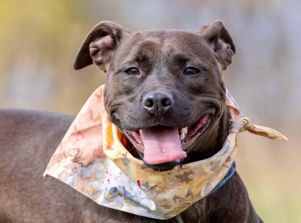 Enlarge Diesel, a Adoptable mixed breed in White Hall, IL image 2/6