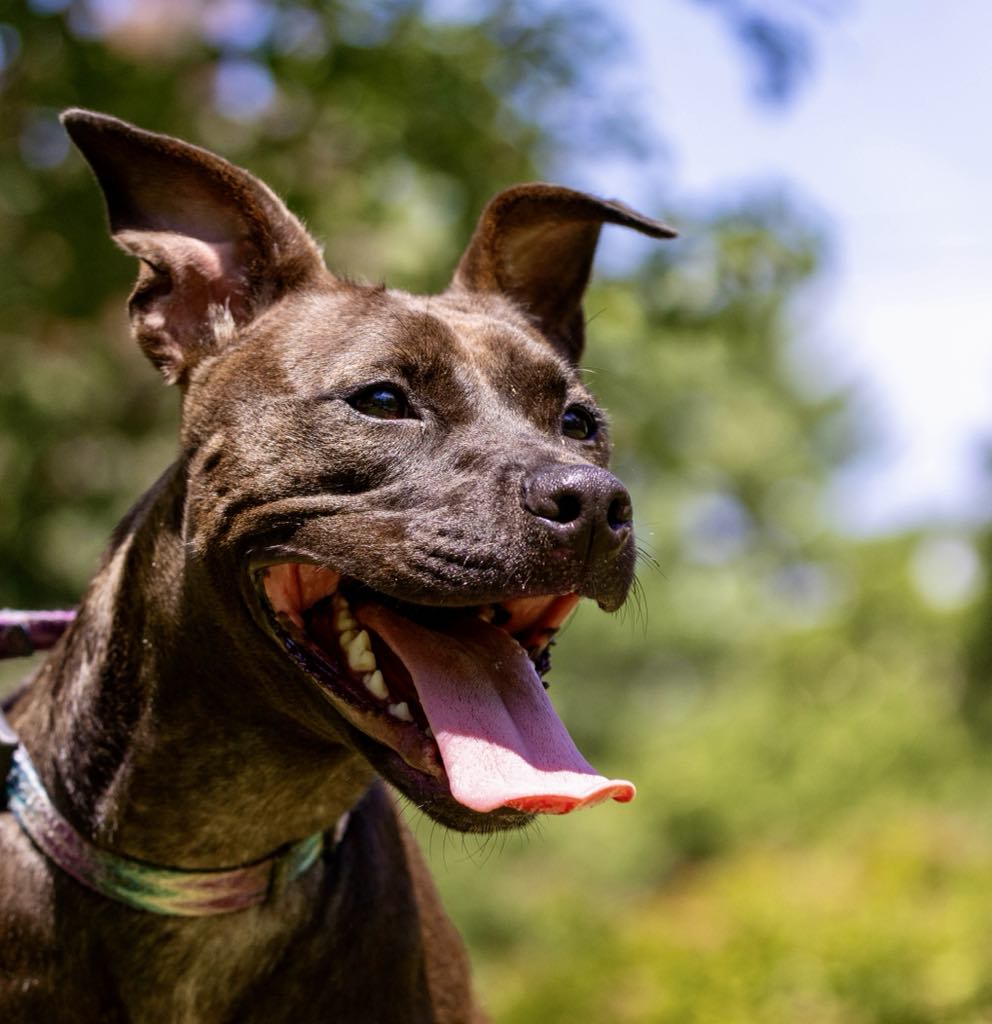 Diesel, Adoptable, Adult Female Terrier.