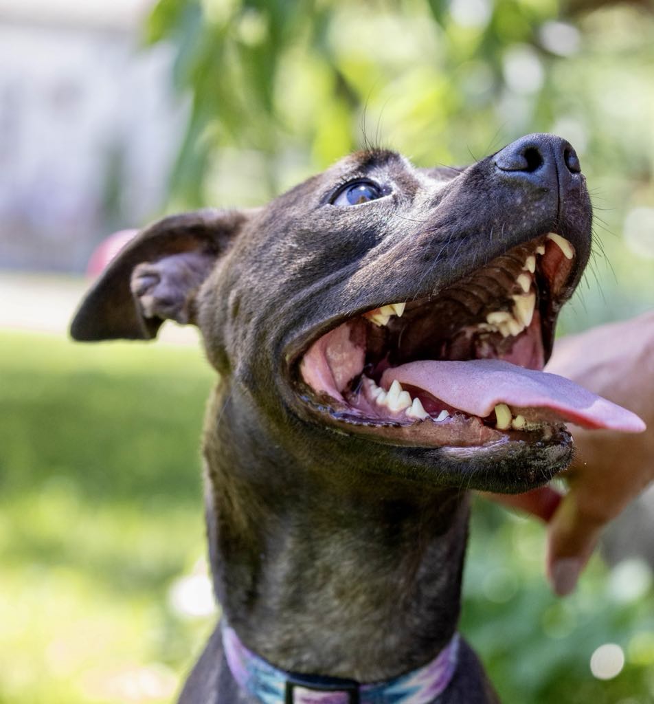 Enlarge Diesel, a Adoptable mixed breed in White Hall, IL image 4/7
