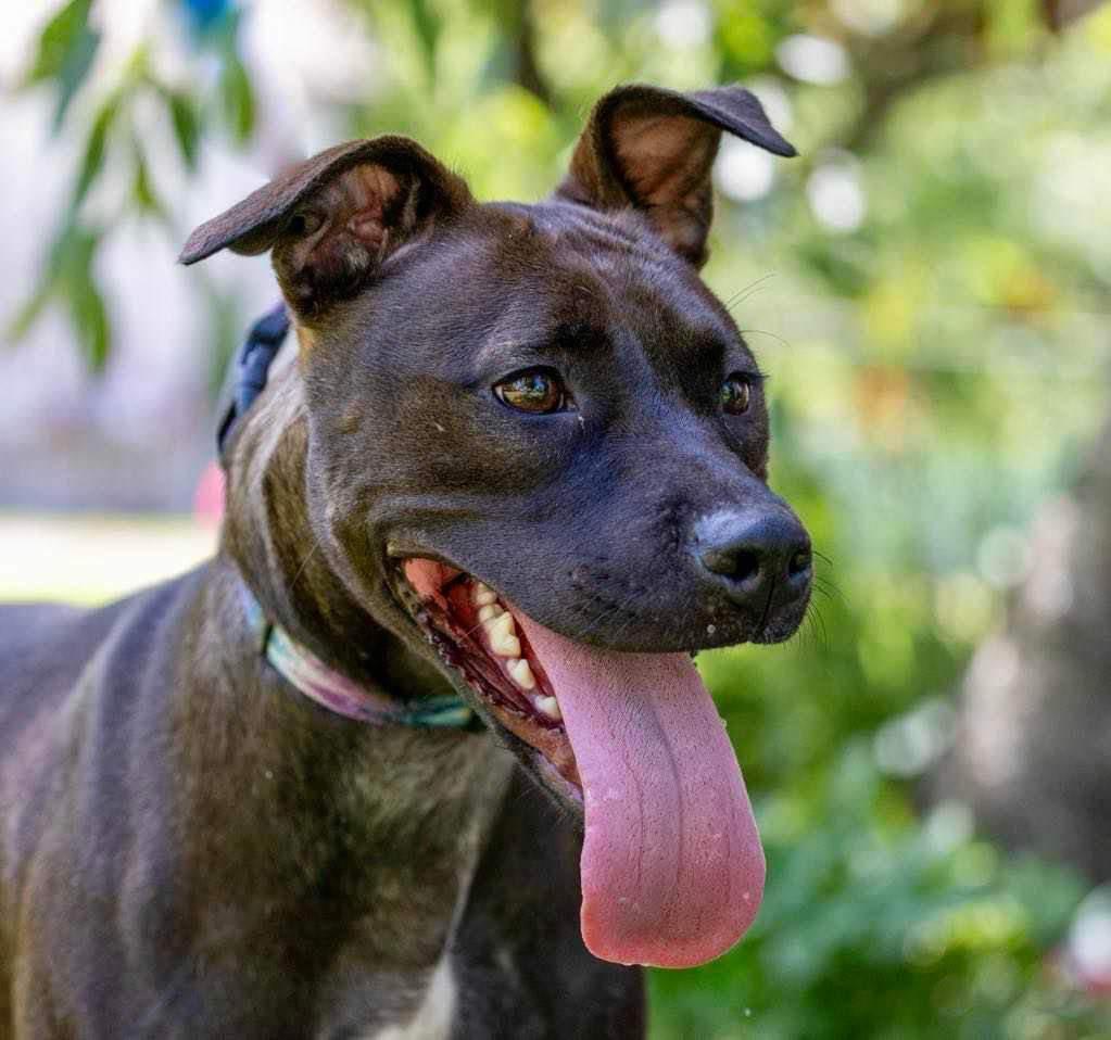 Diesel, Adoptable, Adult Female Terrier.