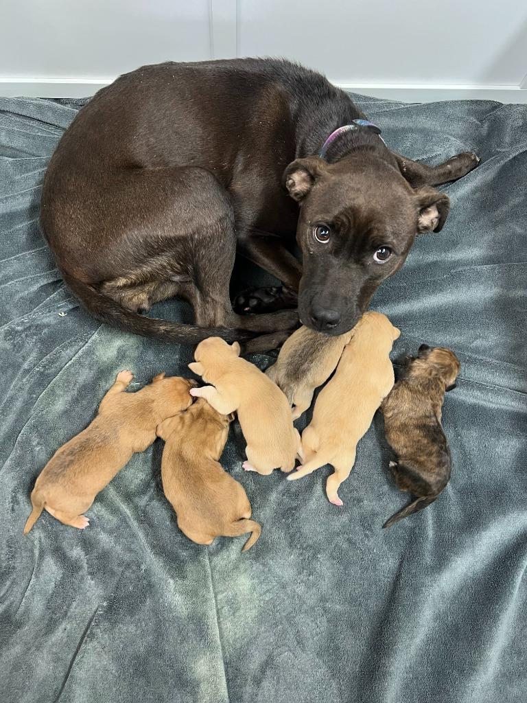 Enlarge Diesel, a Adoptable mixed breed in White Hall, IL image 2/6