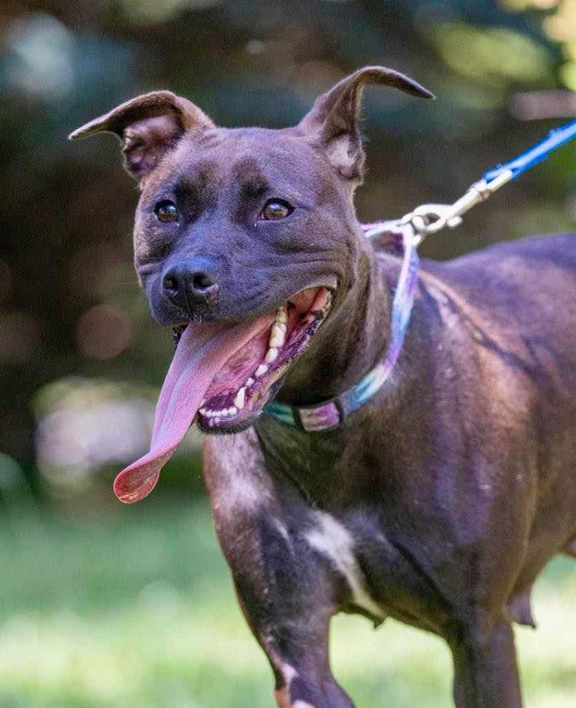 Diesel, Adoptable, Adult Female Terrier.