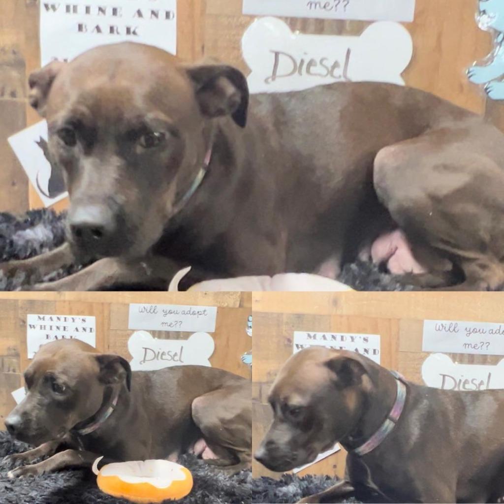 Enlarge Diesel, a Adoptable mixed breed in White Hall, IL image 5/6