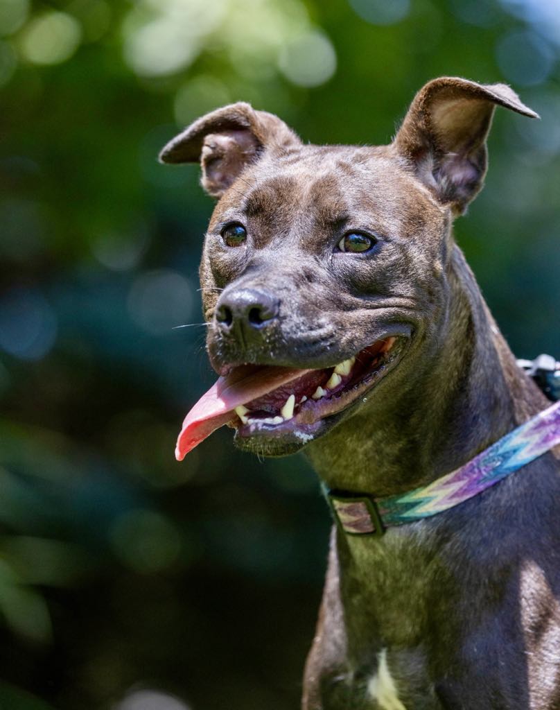Enlarge Diesel, a Adoptable mixed breed in White Hall, IL image 7/7