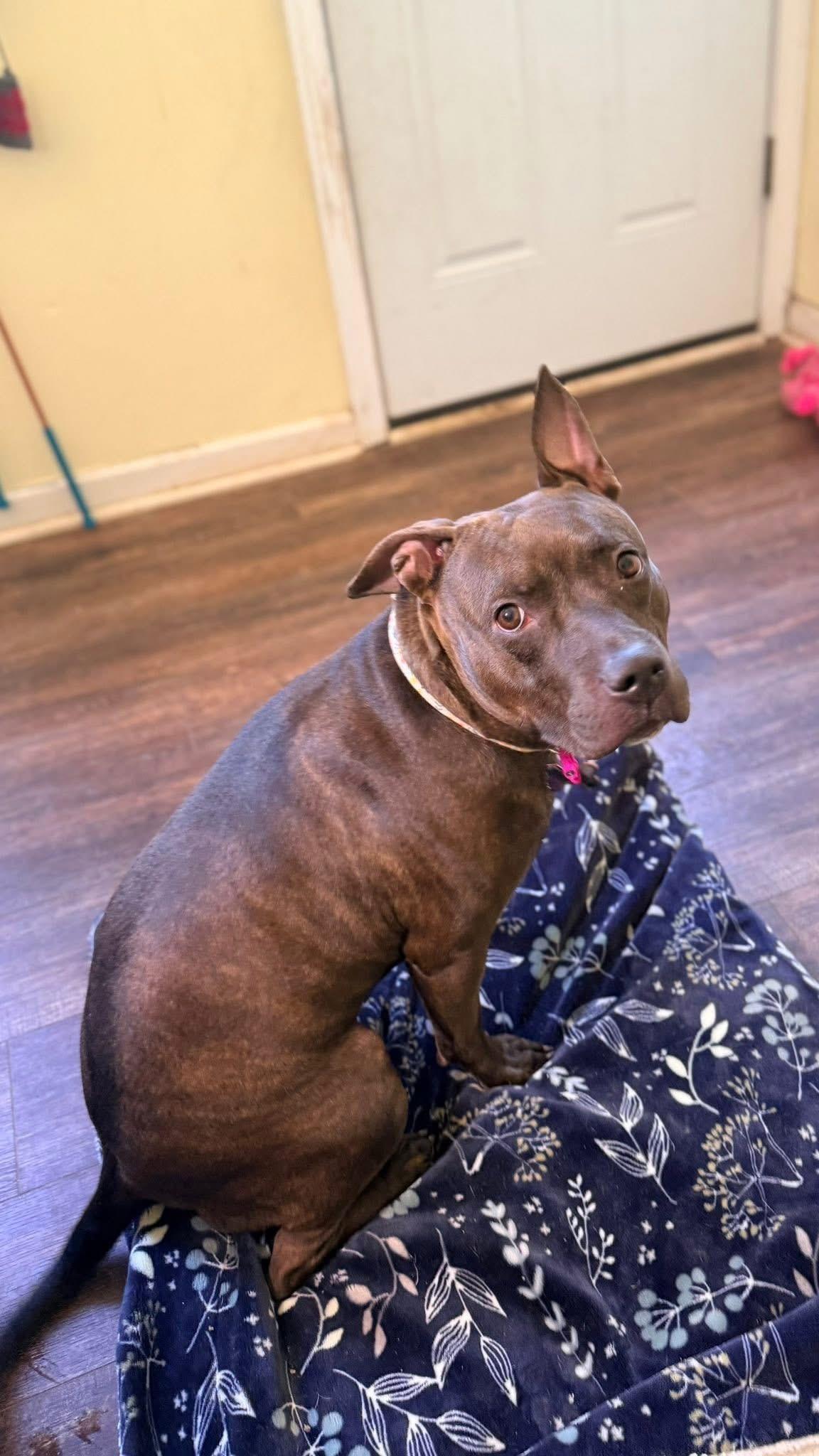 Enlarge Sasha, a ADOPTABLE mixed breed in Greenwood, IN image 3/6