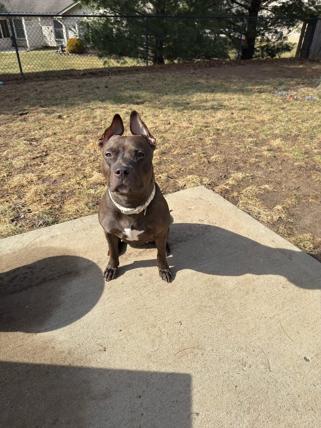 Enlarge Sasha, a ADOPTABLE mixed breed in Greenwood, IN image 6/6