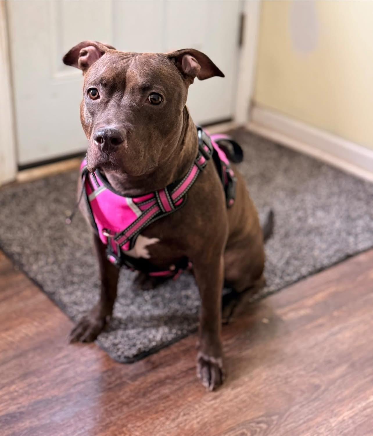 Sasha, ADOPTABLE, Adult Female Mixed Breed.