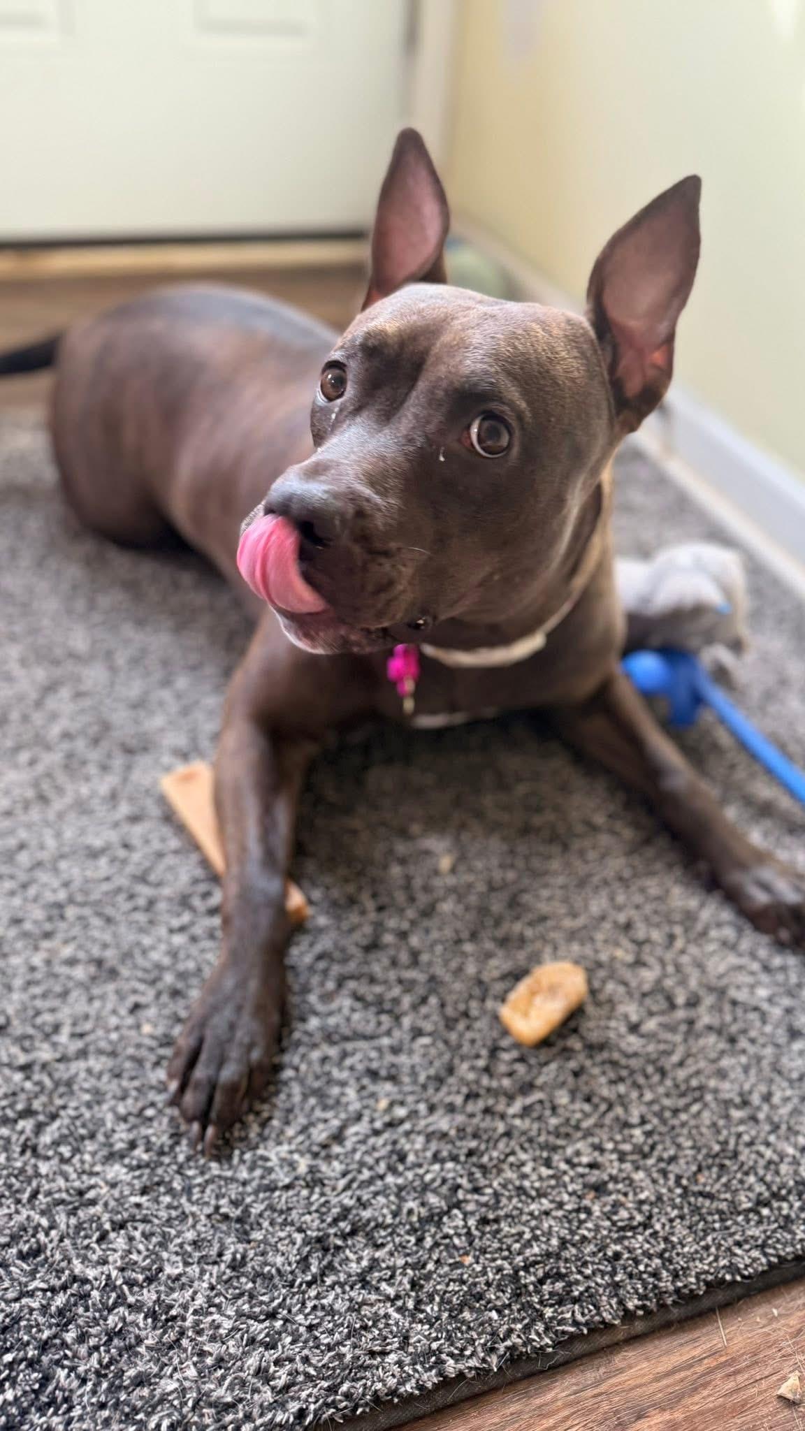 Enlarge Sasha, a ADOPTABLE mixed breed in Greenwood, IN image 2/6