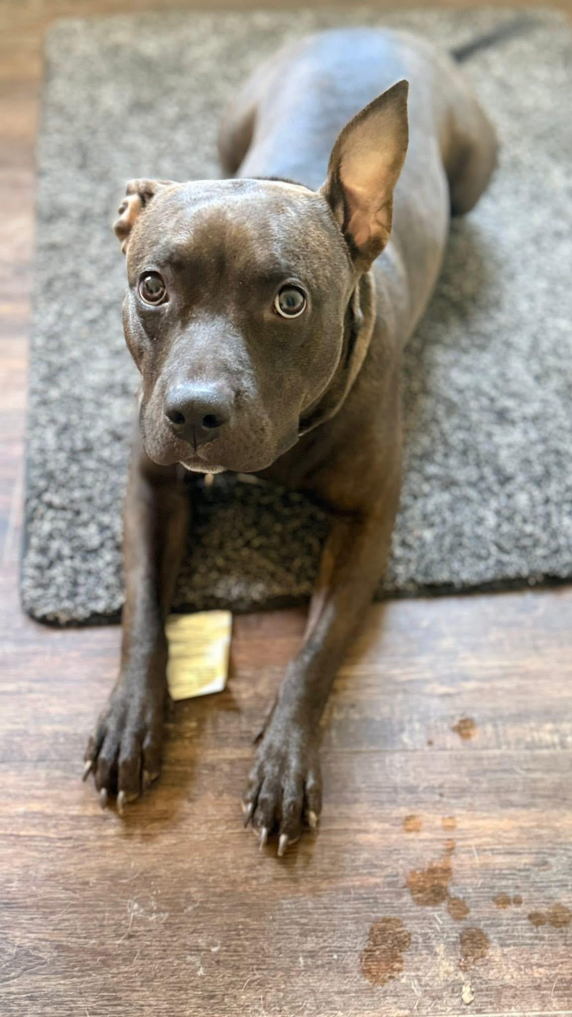 Enlarge Sasha, a ADOPTABLE mixed breed in Greenwood, IN image 4/6