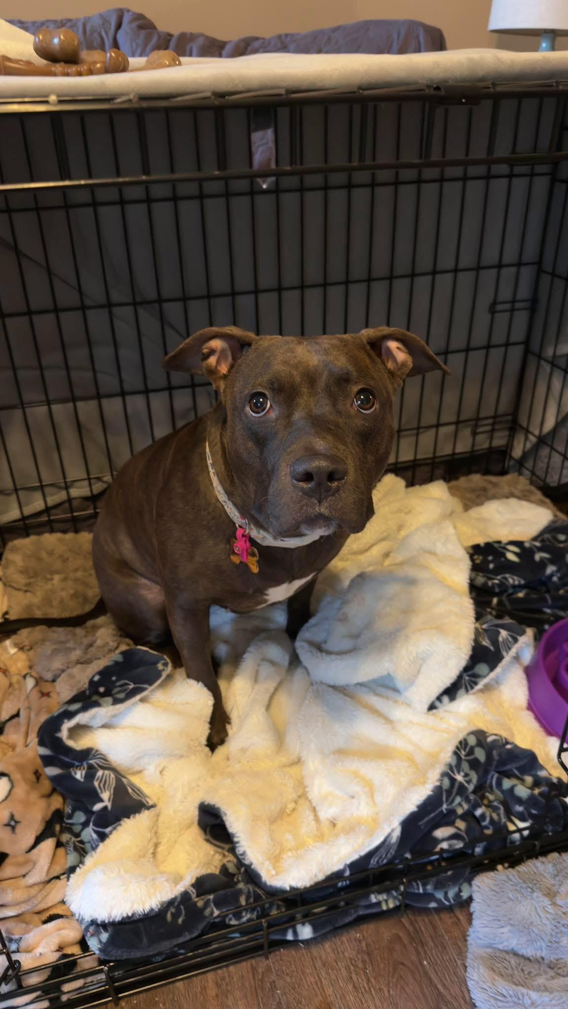 Enlarge Sasha, a ADOPTABLE mixed breed in Greenwood, IN image 5/6