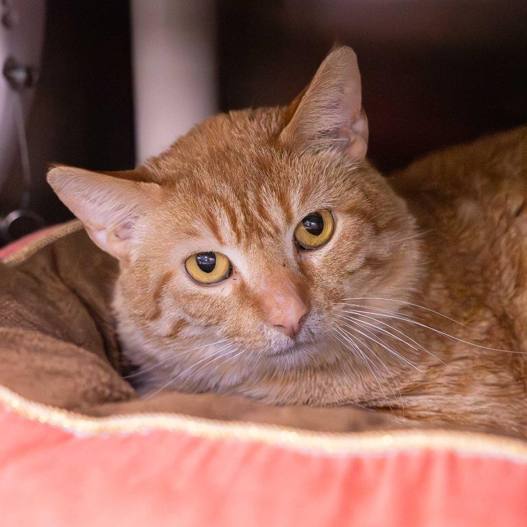 Enlarge Woodshop, a Adoptable Domestic Short Hair in Mentor, OH image 1/1
