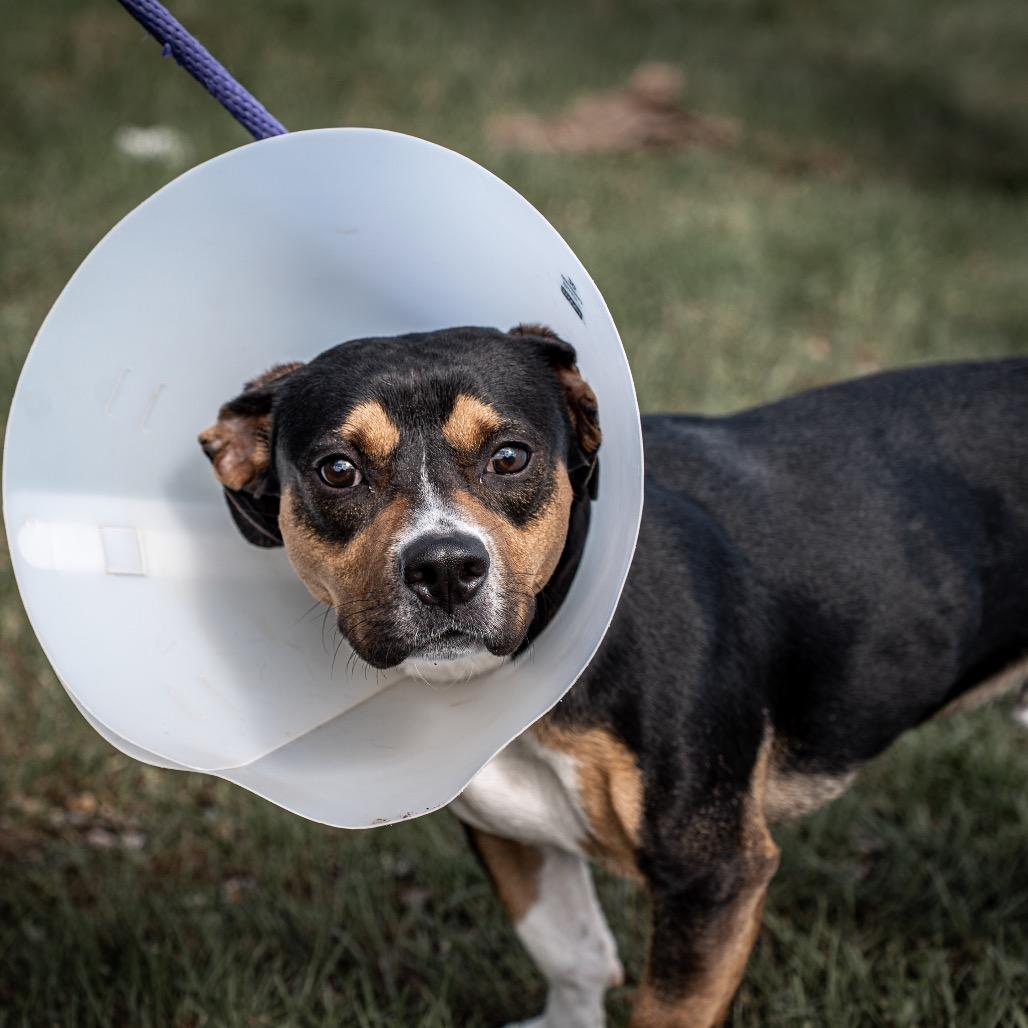 Milo, Adoptable, Adult Male Basset Hound & Cardigan Welsh Corgi.