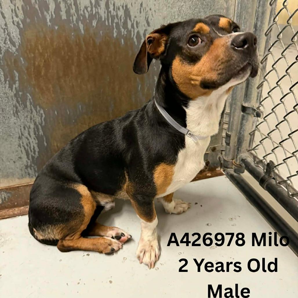 Enlarge Milo, a Adoptable mixed breed in Tomah, WI image 2/5