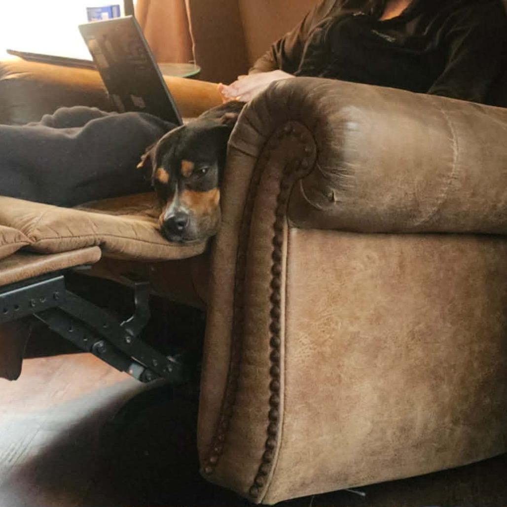 Enlarge Milo, a Adoptable mixed breed in Tomah, WI image 3/5