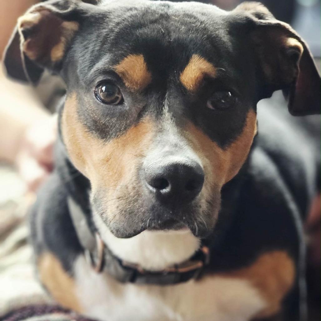 Enlarge Milo, a Adoptable mixed breed in Tomah, WI image 4/5
