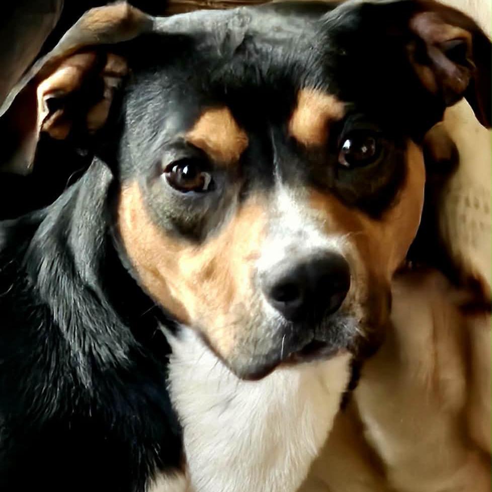Enlarge Milo, a Adoptable mixed breed in Tomah, WI image 5/5