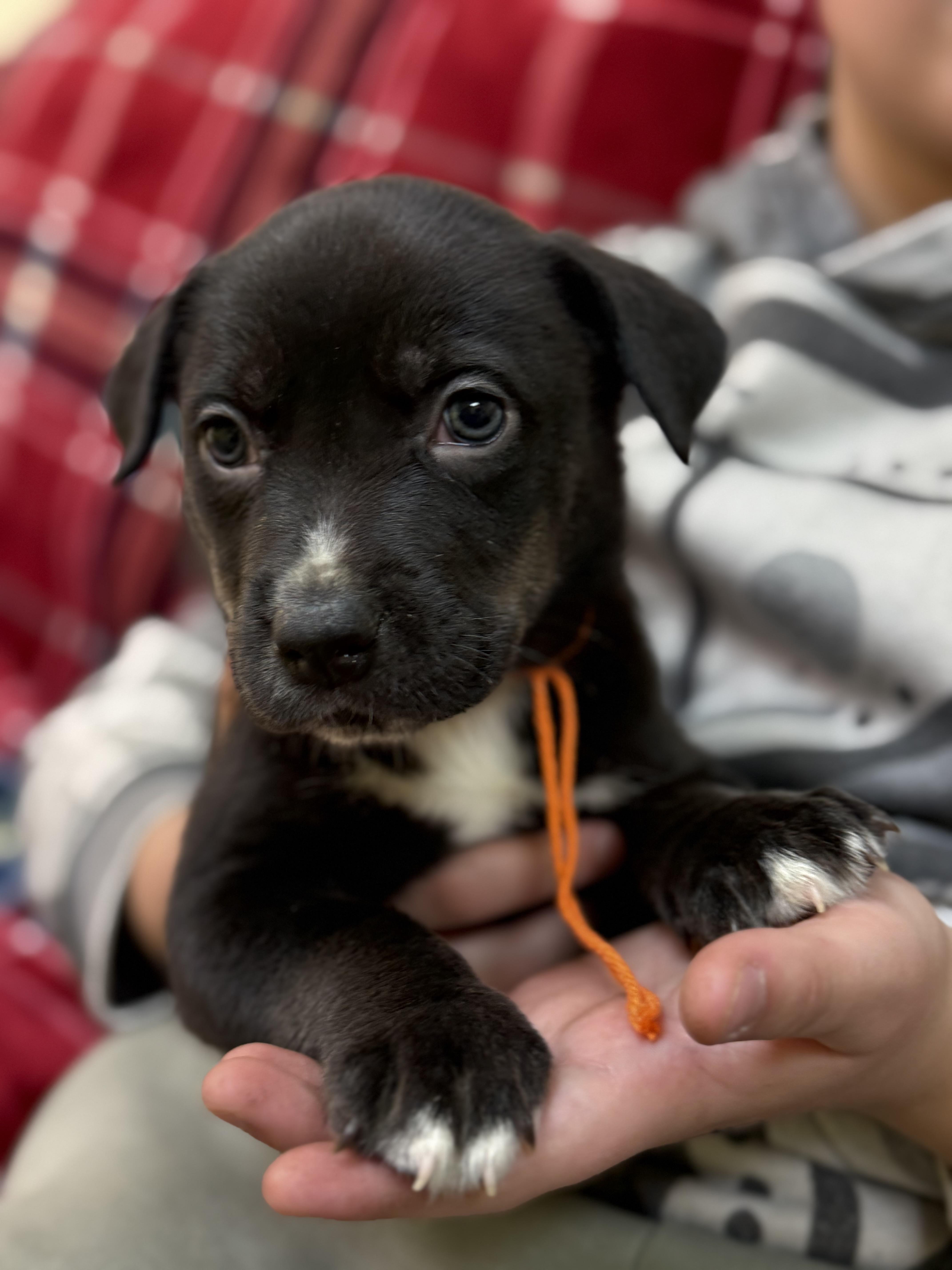 Enlarge Duke, a ADOPTABLE mixed breed in Hiawatha, KS image 1/4