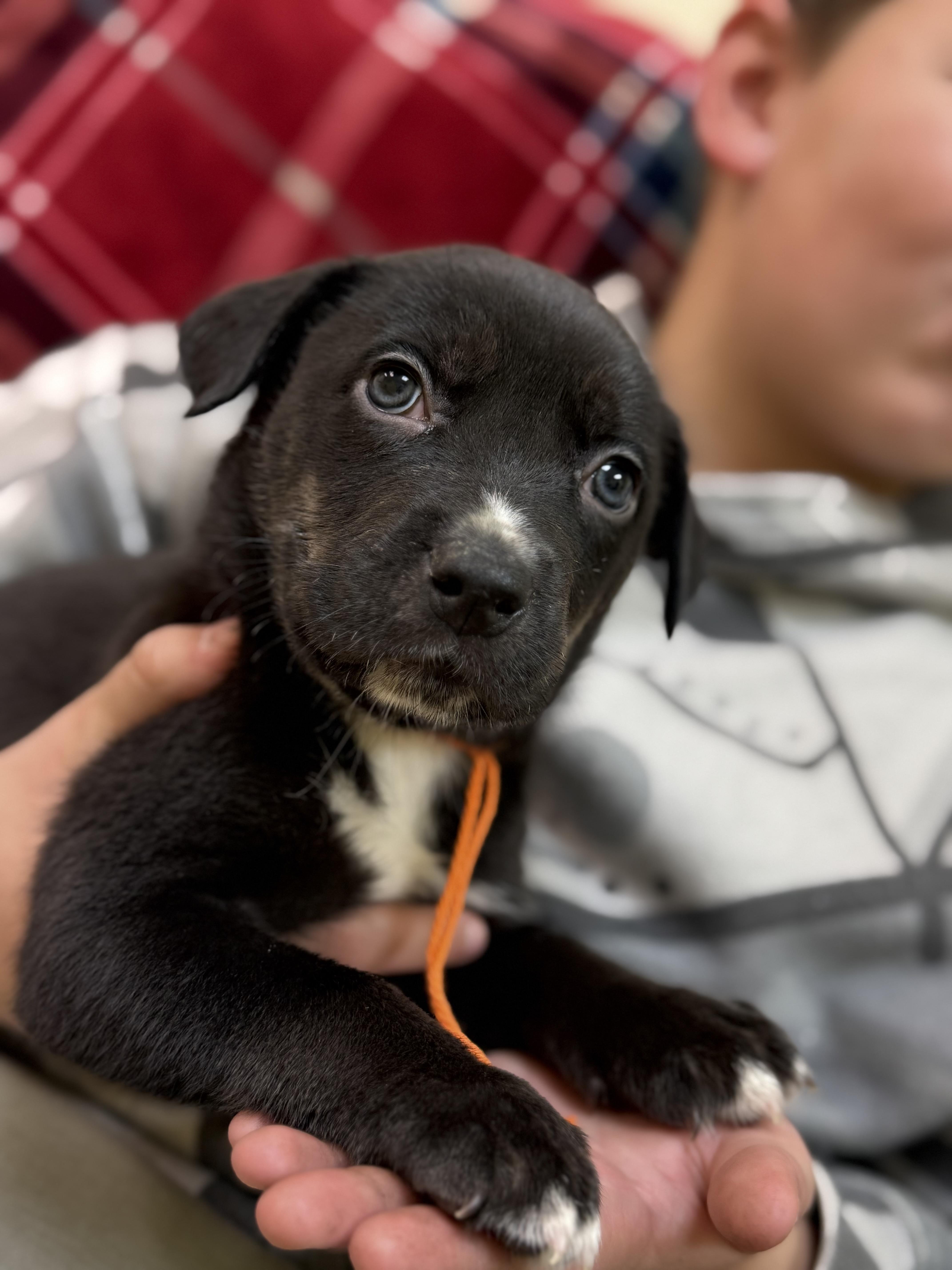 Enlarge Duke, a ADOPTABLE mixed breed in Hiawatha, KS image 2/4