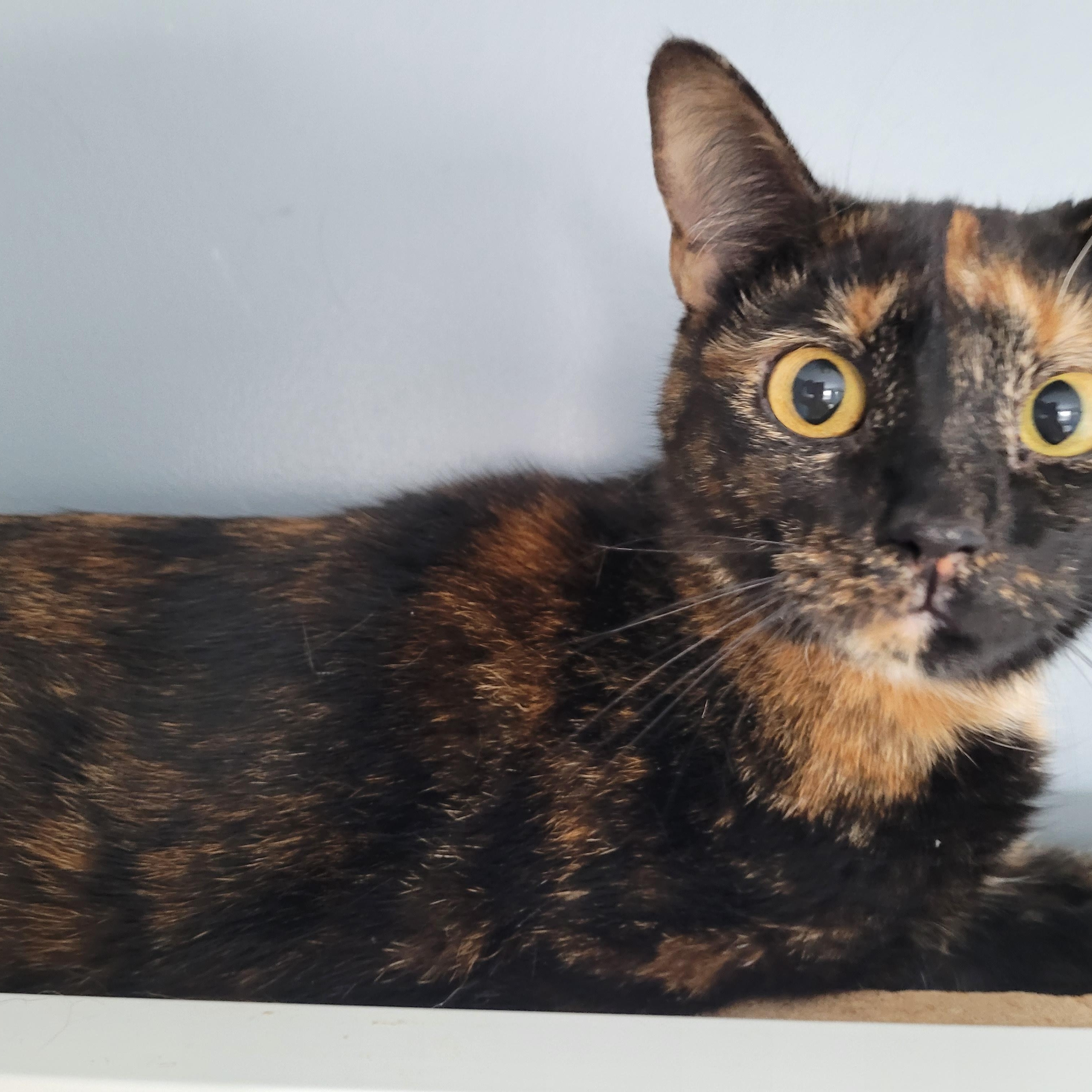 Enlarge Brenda (f) 1yrs old Tortoiseshell DSH, an adopted Tortoiseshell in Ottawa, ON image 2/6