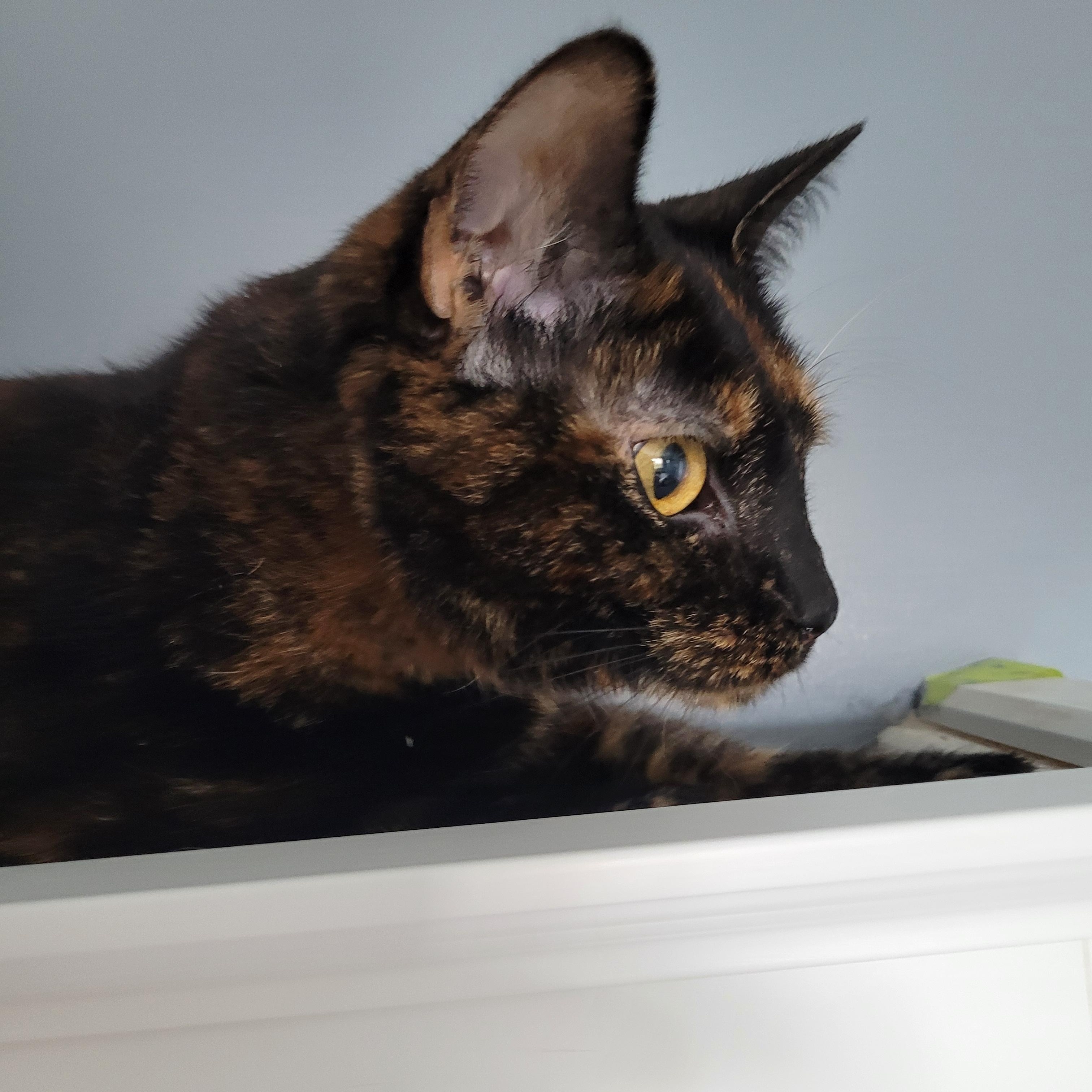Enlarge Brenda (f) 1yrs old Tortoiseshell DSH, an adopted Tortoiseshell in Ottawa, ON image 3/6