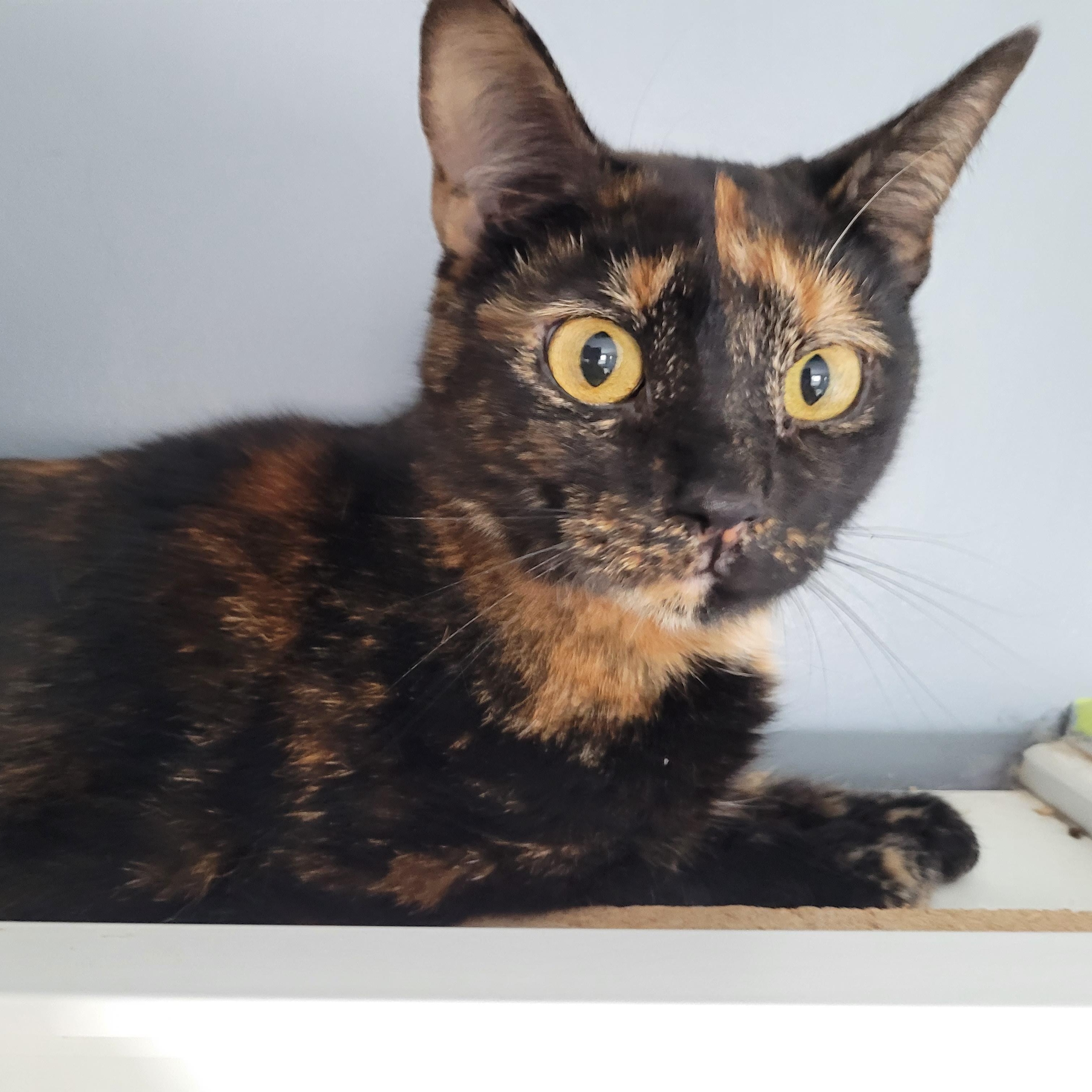 Enlarge Brenda (f) 1yrs old Tortoiseshell DSH, an adopted Tortoiseshell in Ottawa, ON image 6/6