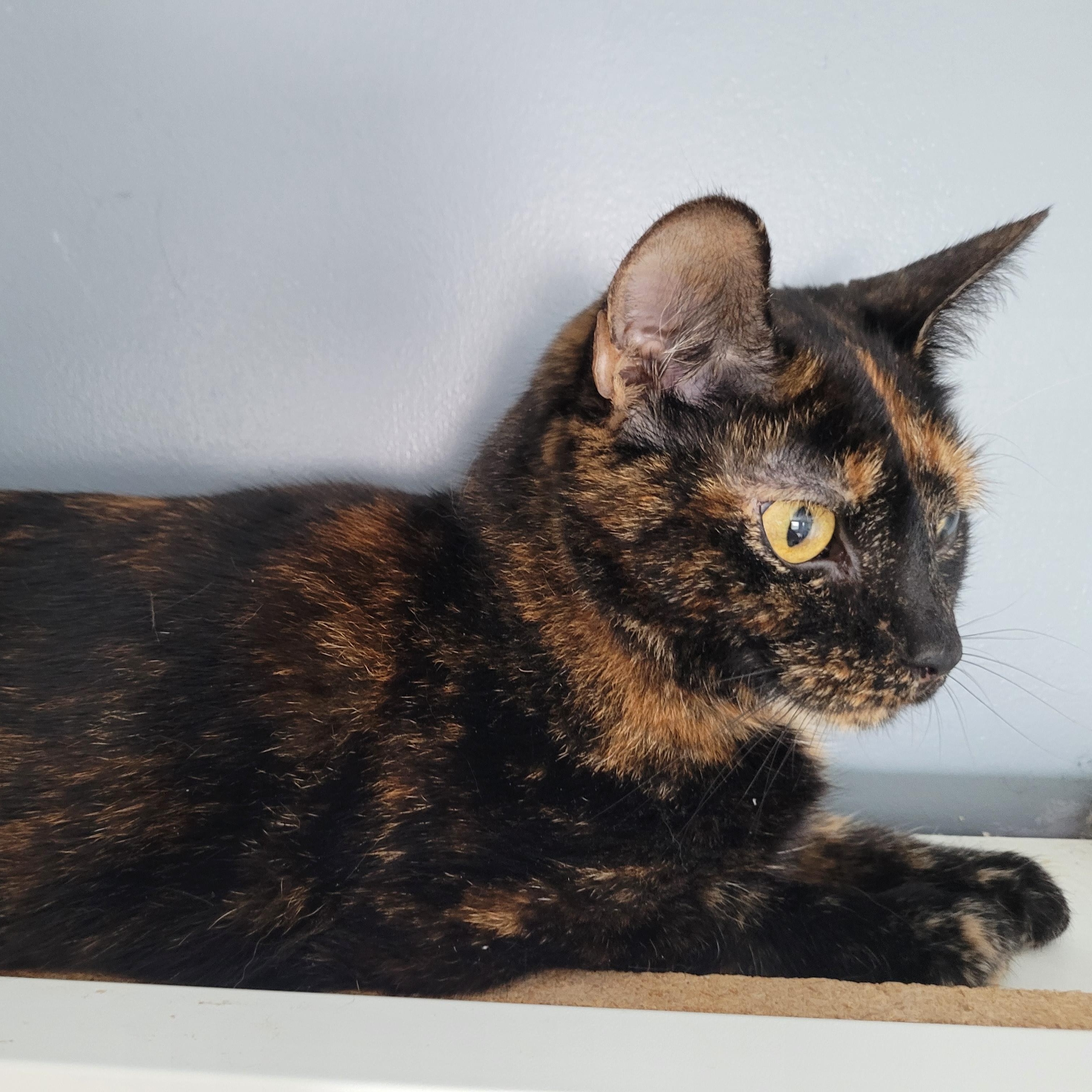 Enlarge Brenda (f) 1yrs old Tortoiseshell DSH, an adopted Tortoiseshell in Ottawa, ON image 4/6