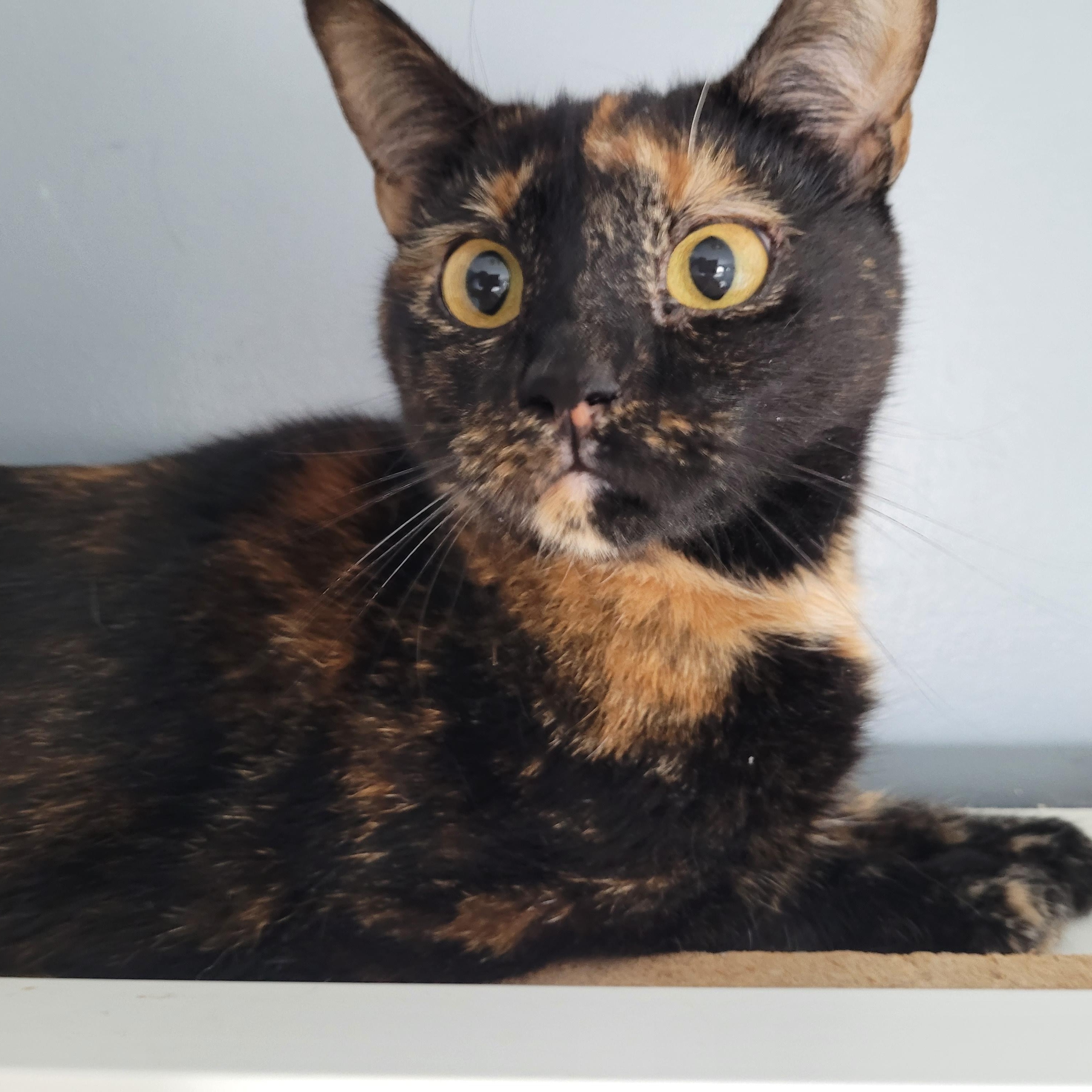 Enlarge Brenda (f) 1yrs old Tortoiseshell DSH, an adopted Tortoiseshell in Ottawa, ON image 1/6
