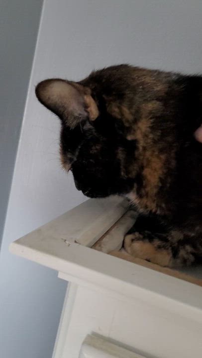 Enlarge Brenda (f) 1yrs old Tortoiseshell DSH, an adopted Tortoiseshell in Ottawa, ON video 5/6