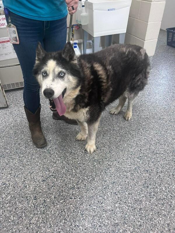 Apollo, Adoptable, Adult Male Siberian Husky.