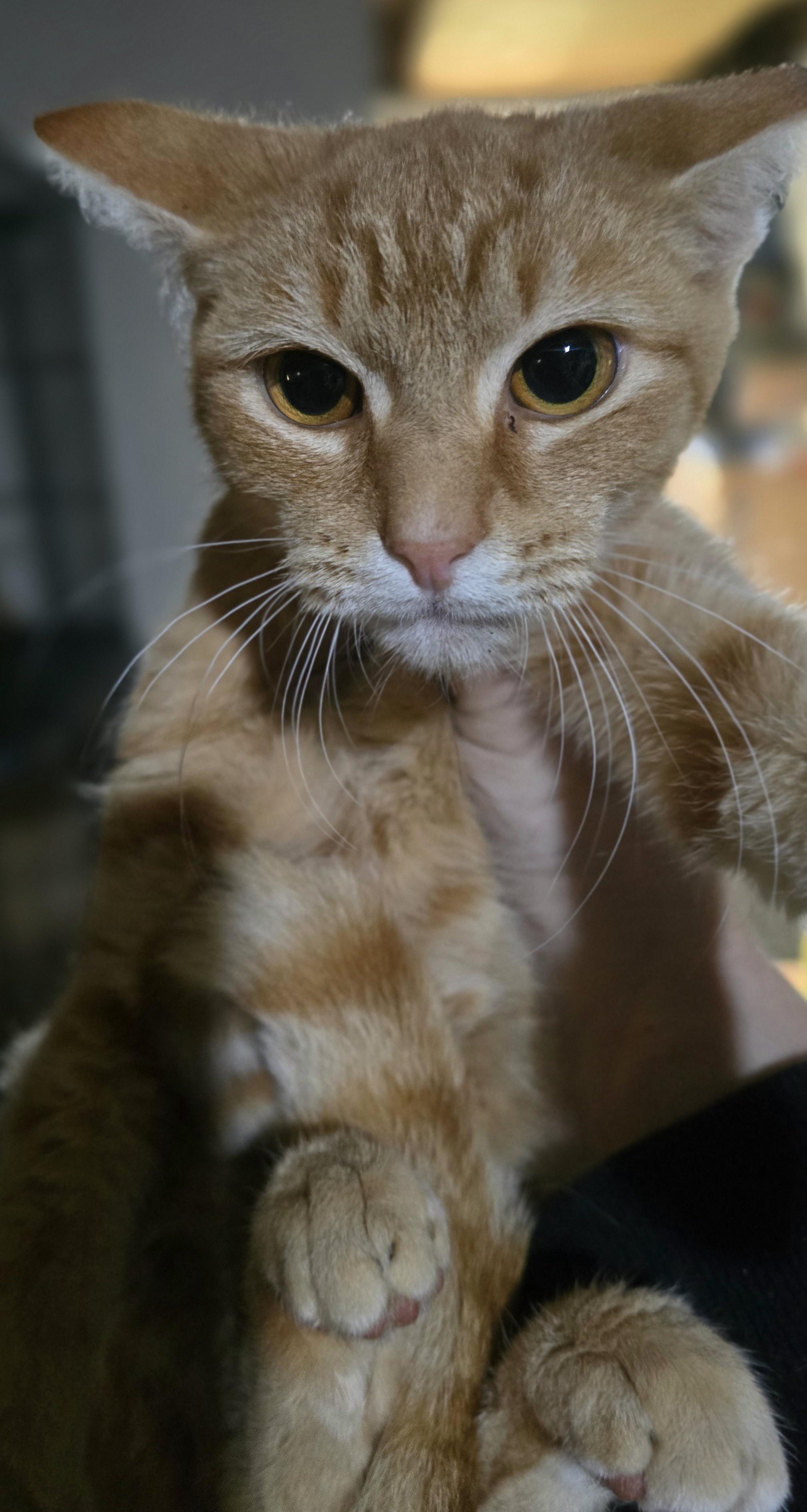 Enlarge The perfect seven letter word "Scrabble", a Adoptable Domestic Short Hair in Elizabeth, PA image 1/5