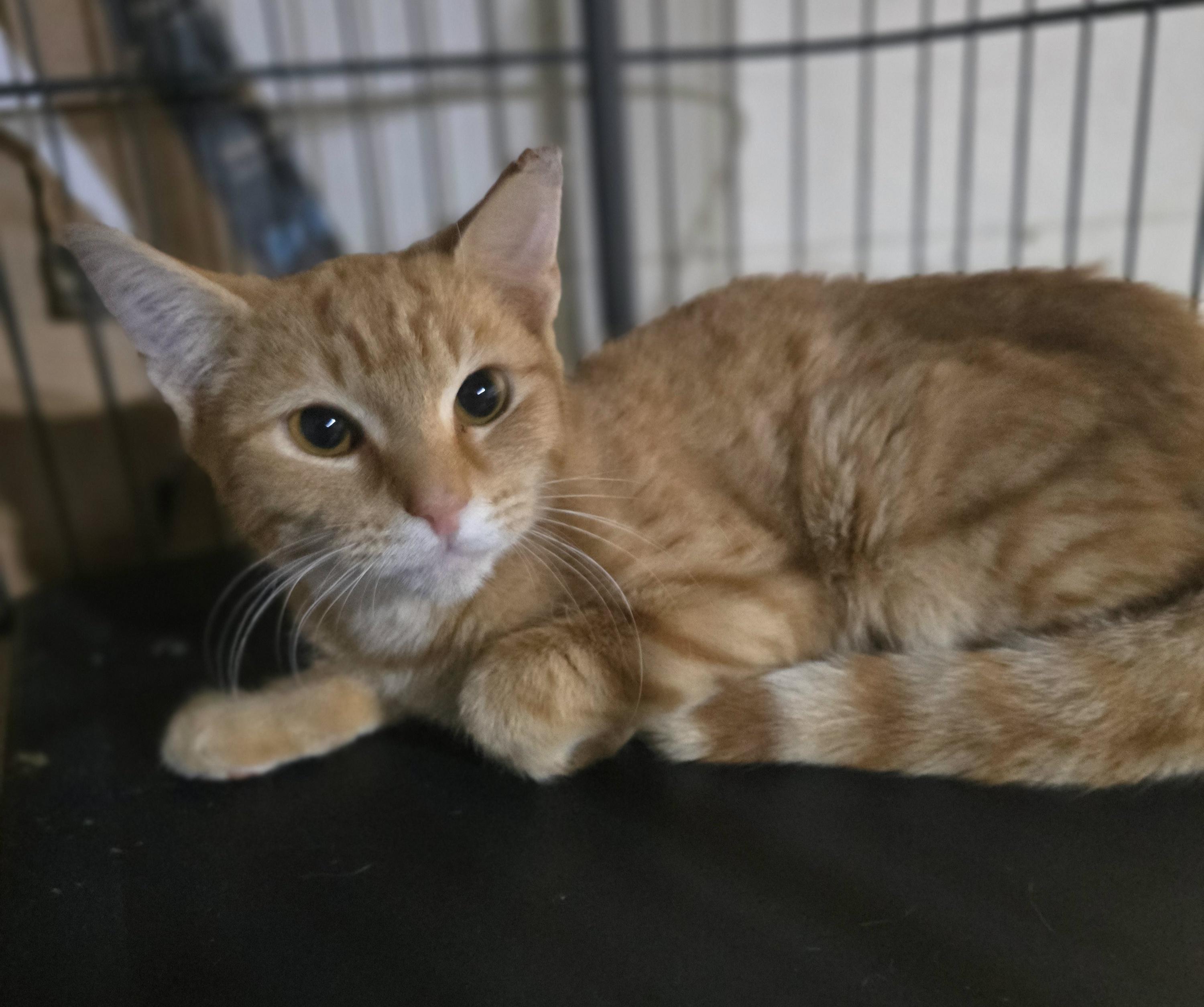Enlarge The perfect seven letter word "Scrabble", a Adoptable Domestic Short Hair in Elizabeth, PA image 3/5