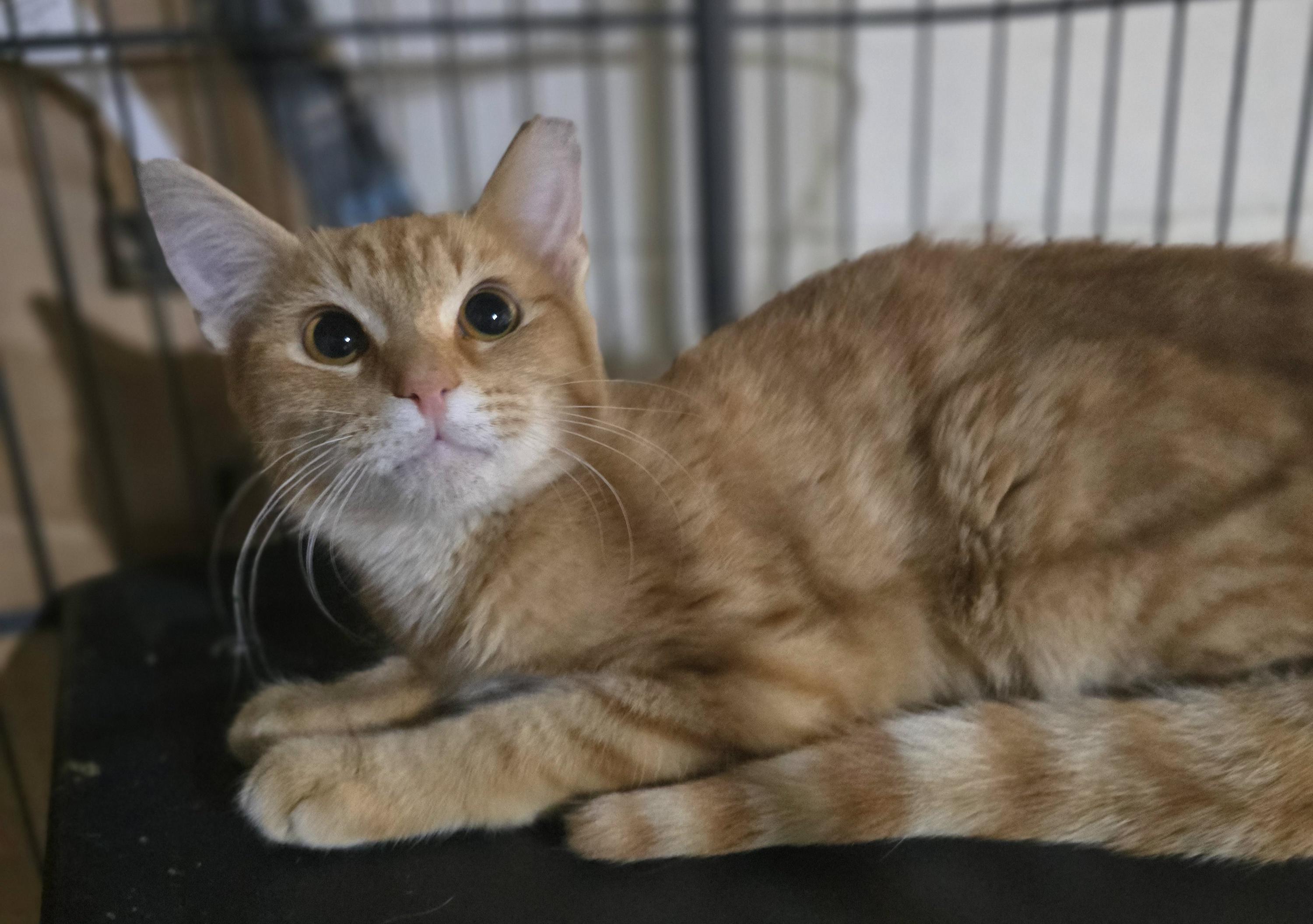 Enlarge The perfect seven letter word "Scrabble", a Adoptable Domestic Short Hair in Elizabeth, PA image 4/5